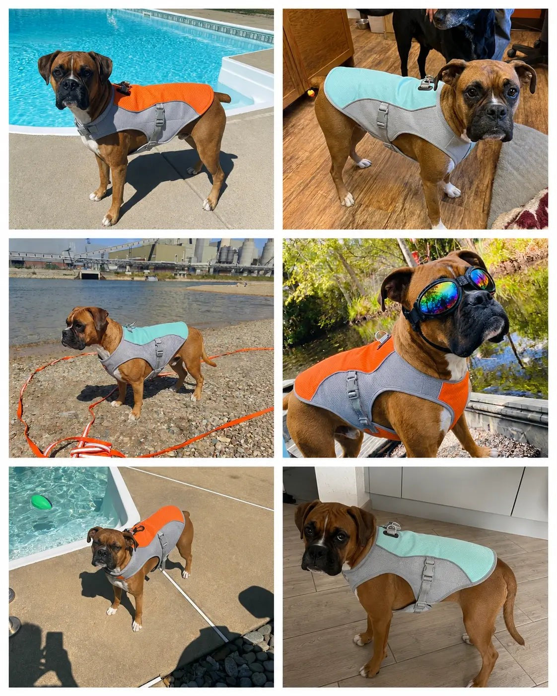 Photos from Boxer owners using the Nivessa cooling vest